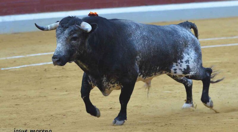 Villaseca elige las ganaderías del XXI certamen de novilladas “Alfarero de oro” 2022