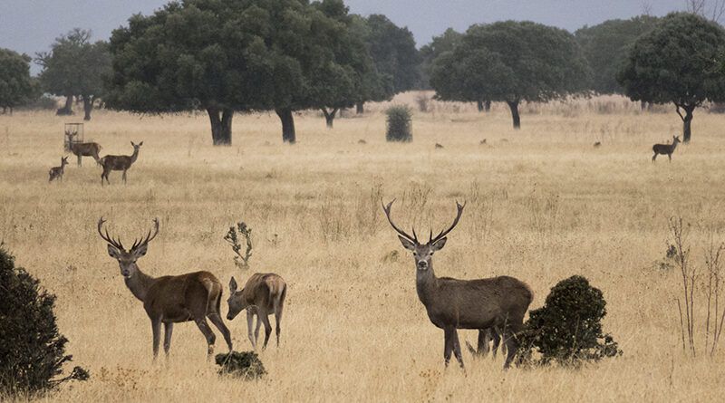 Experiencias en la naturaleza 27 Aniversario Cabañeros