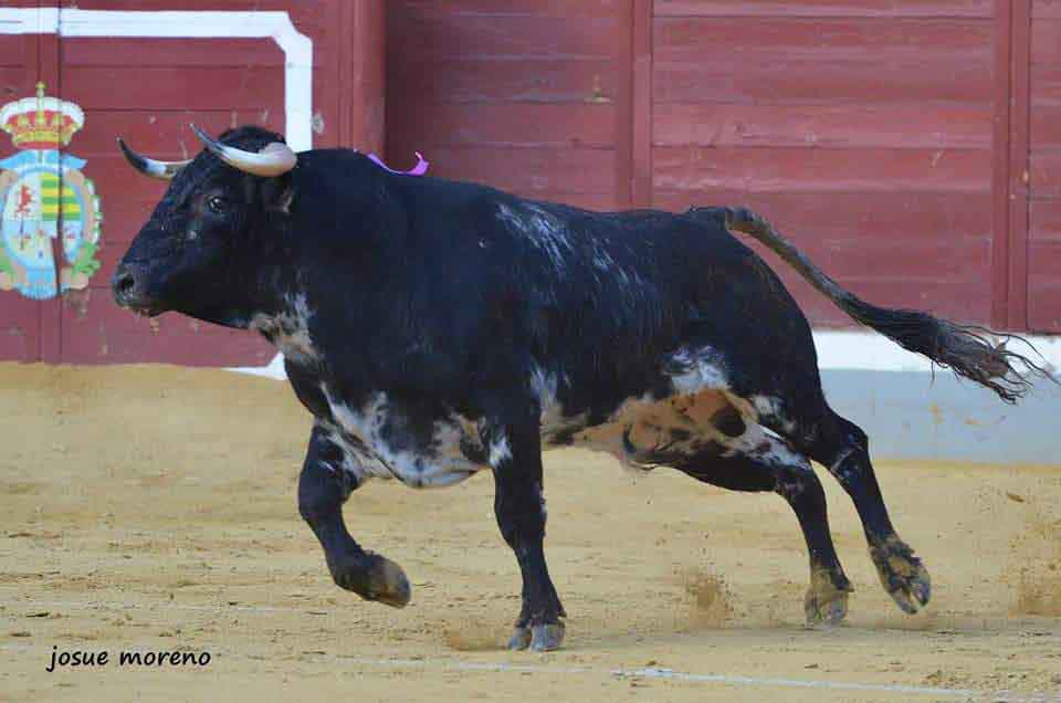 Villaseca de la Sagra fomenta la Fiesta de los Toros