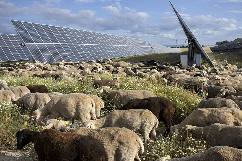 Ovejas pastando dentro del vallado de un proyecto fotovoltaico