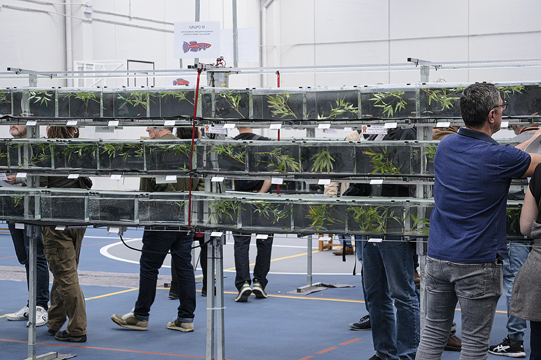 DSC_0001 Exposición de Peces Killis en Cubas de la Sagra