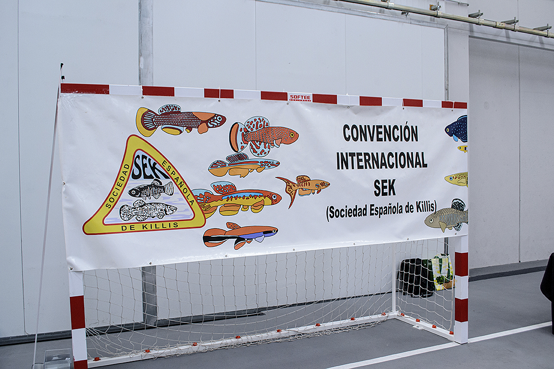 DSC_0003 Exposición de Peces Killis en Cubas de la Sagra