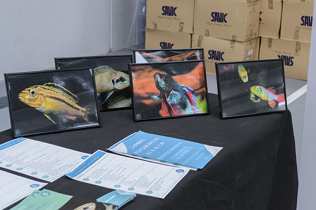 DSC_0005 Exposición de Peces Killis en Cubas de la Sagra