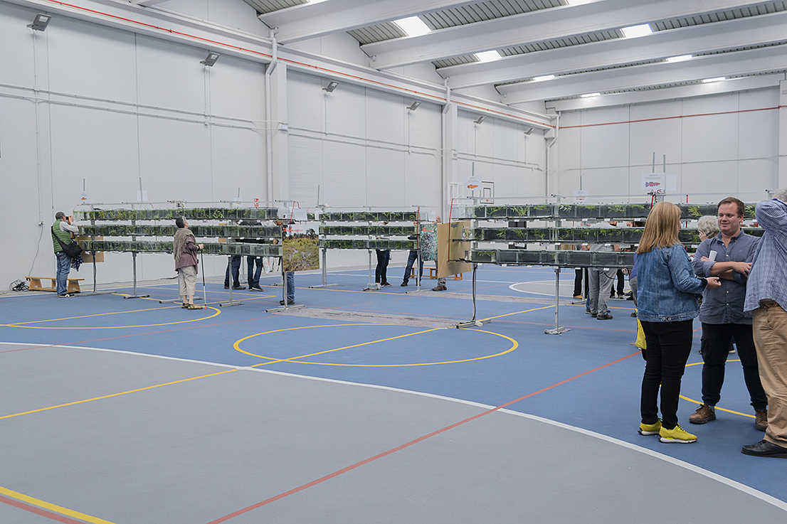 DSC_0019 Exposición de Peces Killis en Cubas de la Sagra