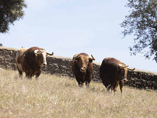 Toros categoría de Alcurrucén en Toledo