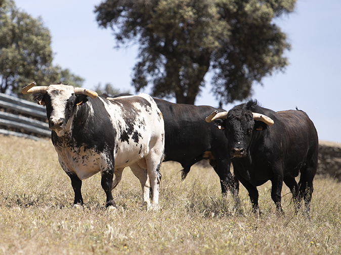 Toros categoría de Alcurrucén en Toledo