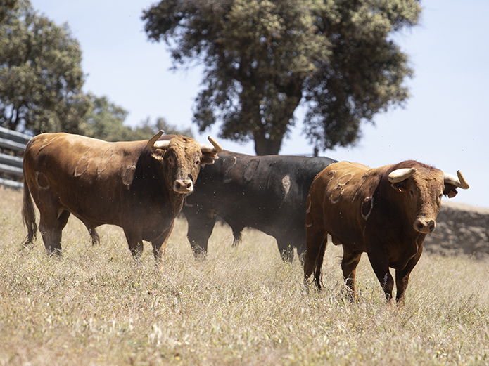 Toros categoría de Alcurrucén en Toledo