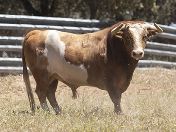 Toros categoría de Alcurrucén en Toledo