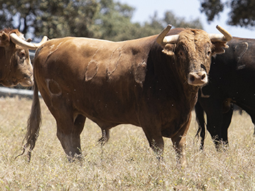 Toros categoría de Alcurrucén en Toledo