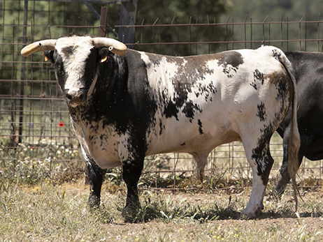 Toros categoría de Alcurrucén en Toledo