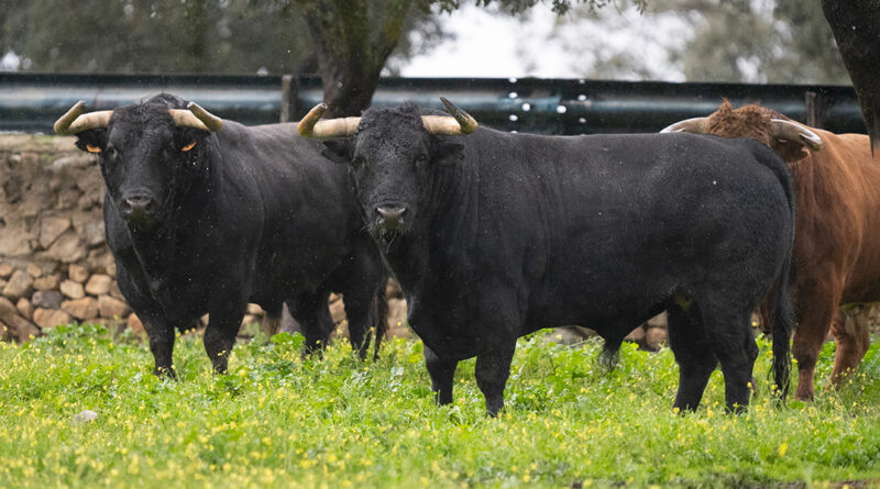 Toros Alcurrucén (1)