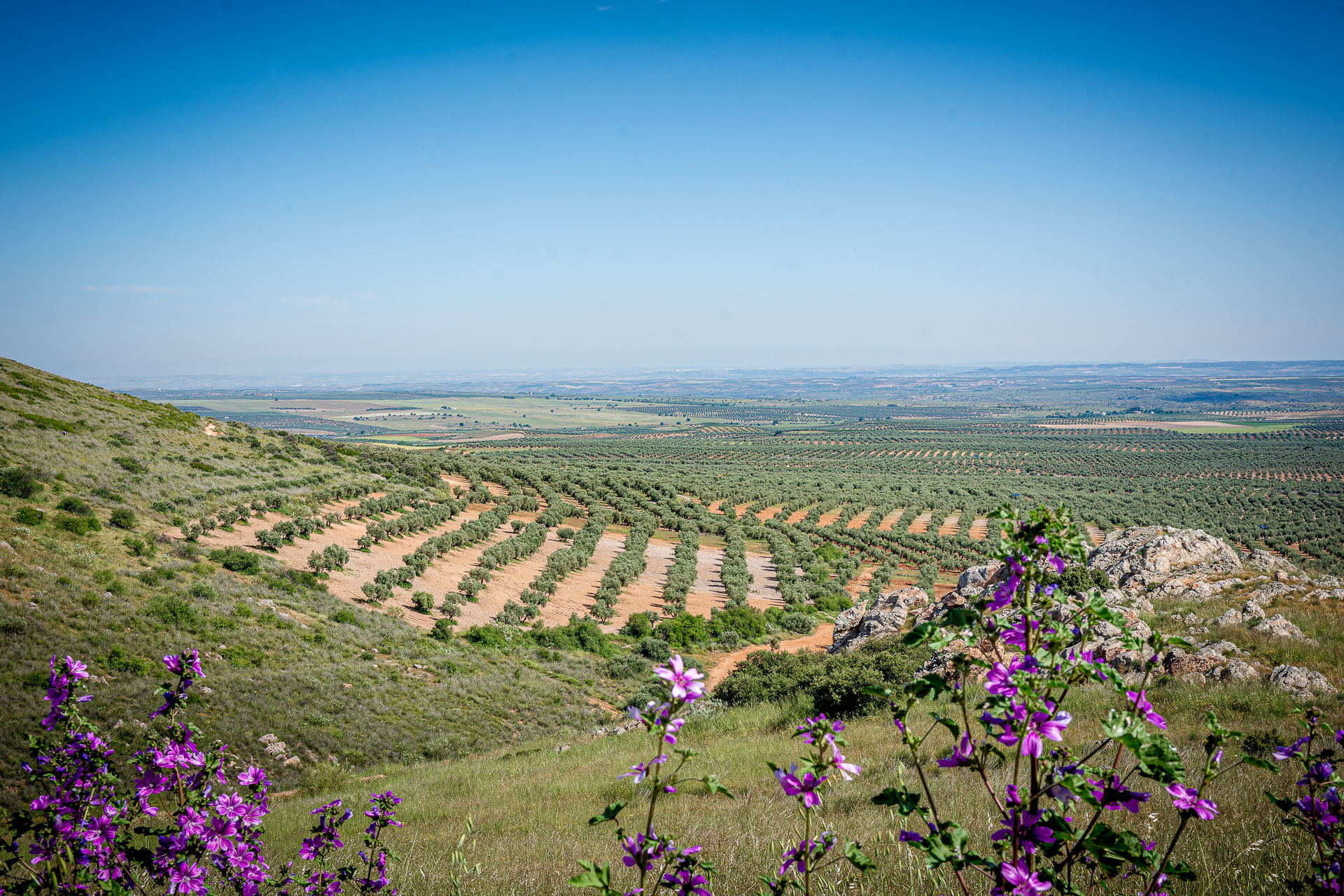 Castillo de Mora 2025 - 004