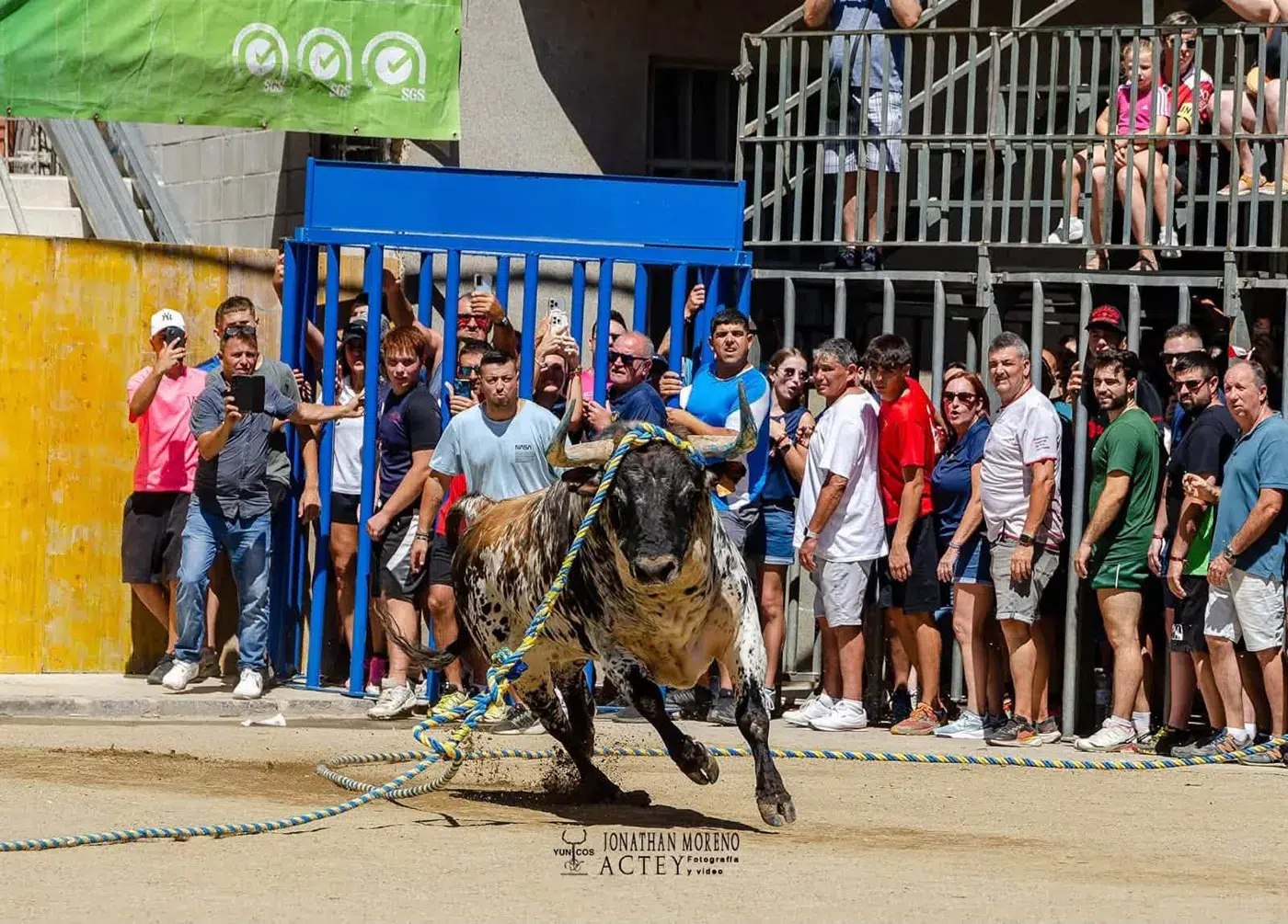 yuncos toro enmaromado 6